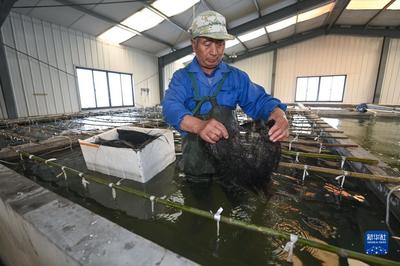 春季水产养殖“育苗忙” 立足时节夯实丰收根基