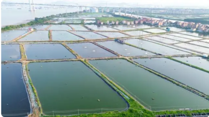 万亩示范！广州番禺持续推进水产养殖尾水治理工作