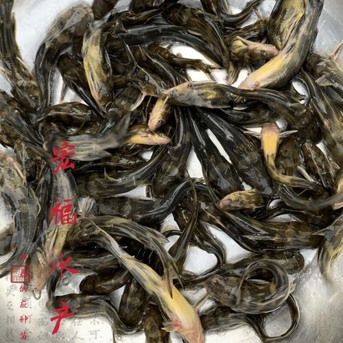 黄骨鱼苗厂家直销，送货上门，助力水产养殖致富路